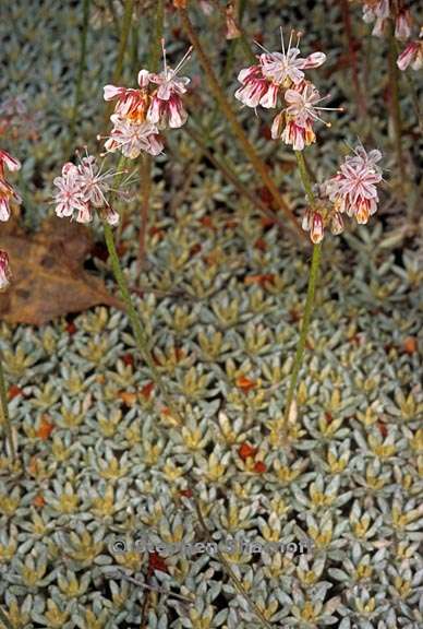 eriogonum wrightii 2 graphic